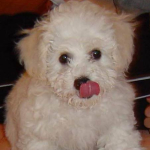 What Dog Breed Is Right For You?