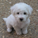 Which Breed Of Hypoallergenic Dog Is Right For Your Family