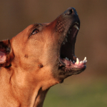 Want To Prevent Dog Barking? Professional Dog Training Tips To Stop Your Barking Dog.