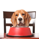 Get Brief Tips About Dog Obedience Training And Natural Balance Dog Food