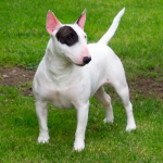 The History Of English Bull Terriers