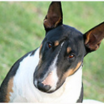 English Bull Terriers