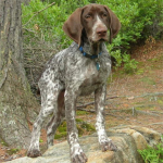 Types Of Hypoallergenic Hunting Dogs