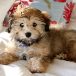 When To Buy Hypoallergenic Dogs
