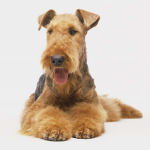 Keep your Airedale terrier dog well-behaved
