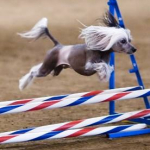 Dog agility training