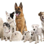 The responsibility that comes with breeding dogs