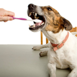 Dog dental care and hygiene