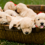 The importance of puppy training