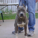 Know About A Blue Nose Pitbull Dog