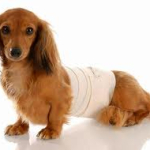 How to bandage your dog