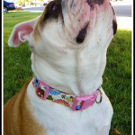 Dog collars for safety and style