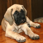 English Mastiff dogs care & training tips