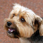 Care about the health of your Yorkie puppy