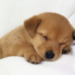 Dog Sleep Advice : A guide for dog owners