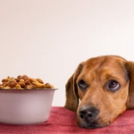 Obesity in dogs and its prevention