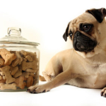 4 Steps To Prevent Dog Obesity