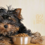 Freedom of Choice – Which Food for Your Dog